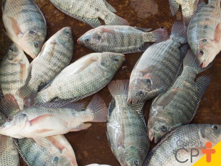 Às vésperas da quaresma, preços dos ovos e da tilápia atingem recordes reais