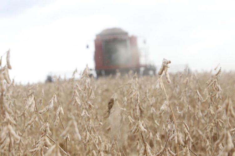 Segundo maior produtor de soja, Paraná responde por 14% da safra brasileira