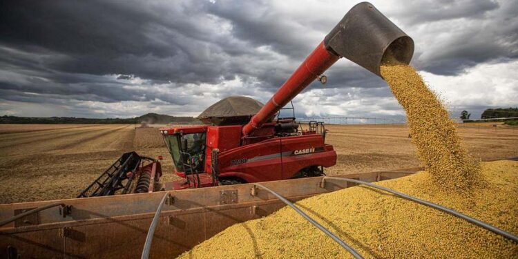 Previsão de safra de grãos é 310,6 milhões de toneladas, diz Conab