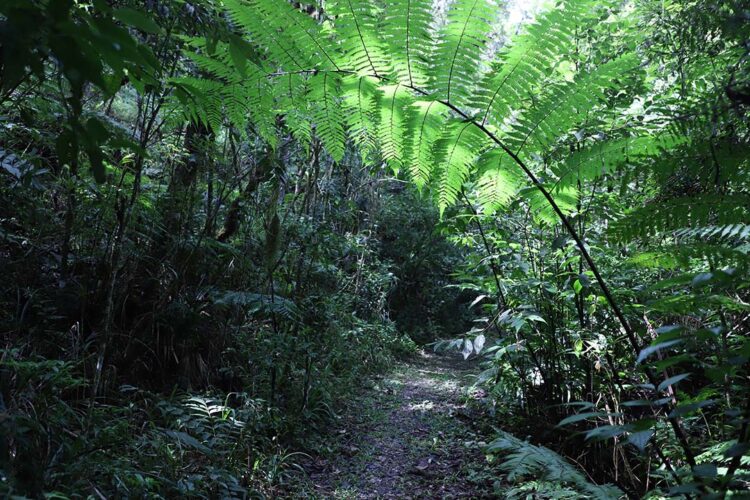 Estado lança cartilha de apoio aos municípios para ampliar conservação ambiental