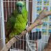 Governo incentiva a guarda responsável de animais silvestres vítimas de maus-tratos