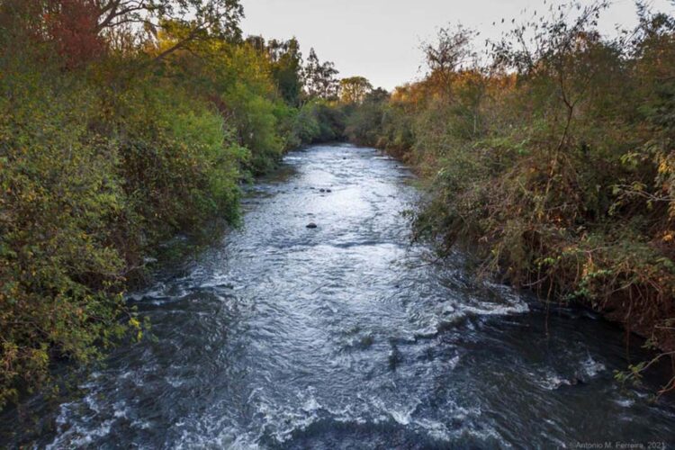 IAT vai plantar 18 mil mudas de espécies nativas em nascentes de rios do Paraná