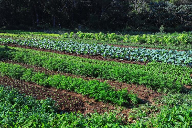 Três em cada dez produtores rurais estão inadimplentes