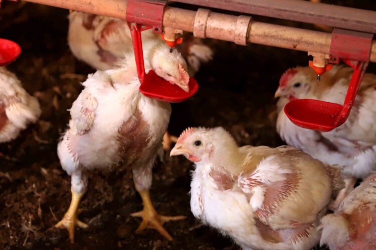 Governo do Estado suspende participação de aves em eventos agropecuários por 90 dias