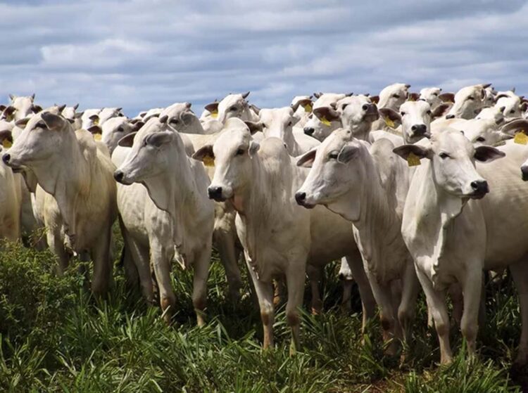 Comissão Técnica de Bovinocultura de Corte  da FAEP prepara ações contra cisticercose