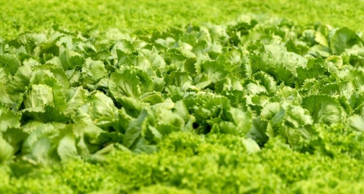 Boletim mostra hortaliças com preços em queda no mercado atacadista