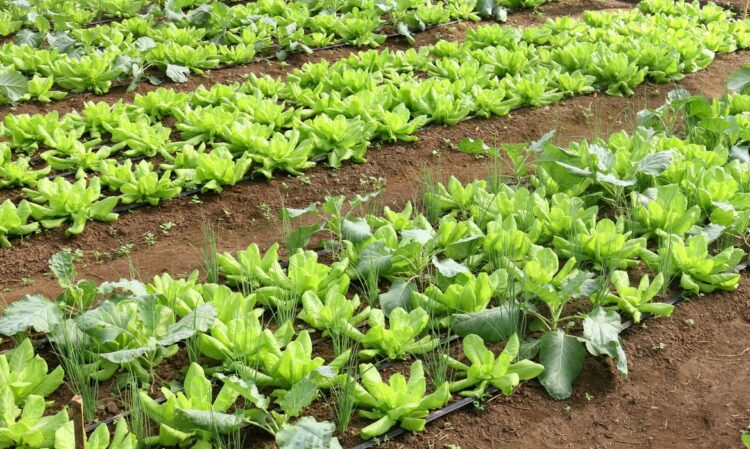 Brasil terá programa nacional para  produção de alimentos saudáveis