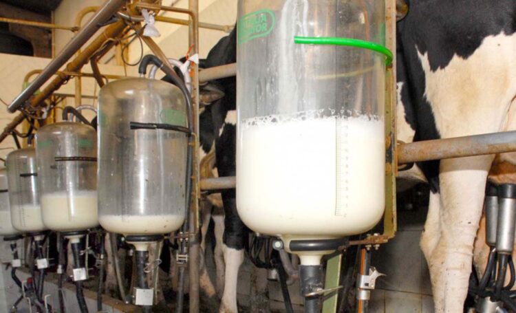 Mentiras sobre o leite caem por terra em evento com especialista