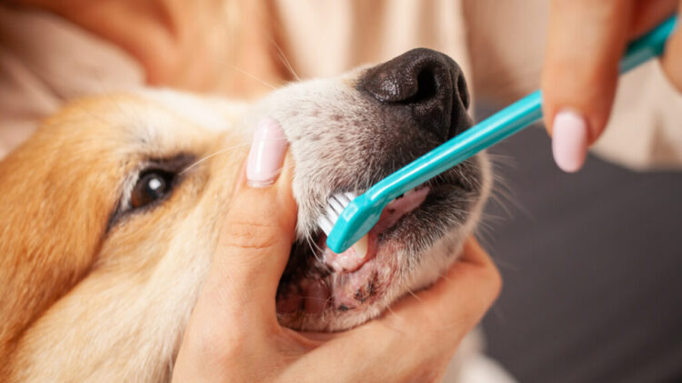Você conhece a importância de escovar os dentes dos pets?