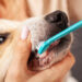 Você conhece a importância de escovar os dentes dos pets?