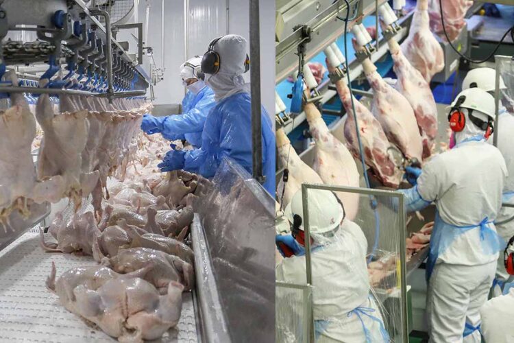 Paraná liderou produção nacional de frangos  em 2022; indústria de suínos também cresceu