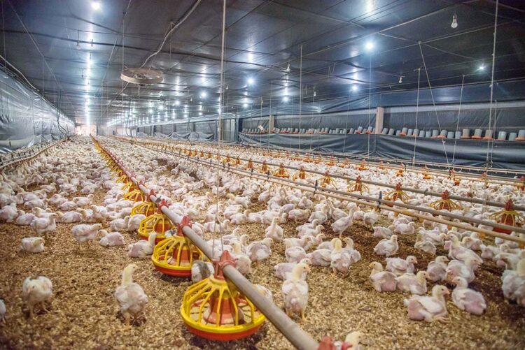 Paraná se mobiliza para barrar entrada da gripe aviária