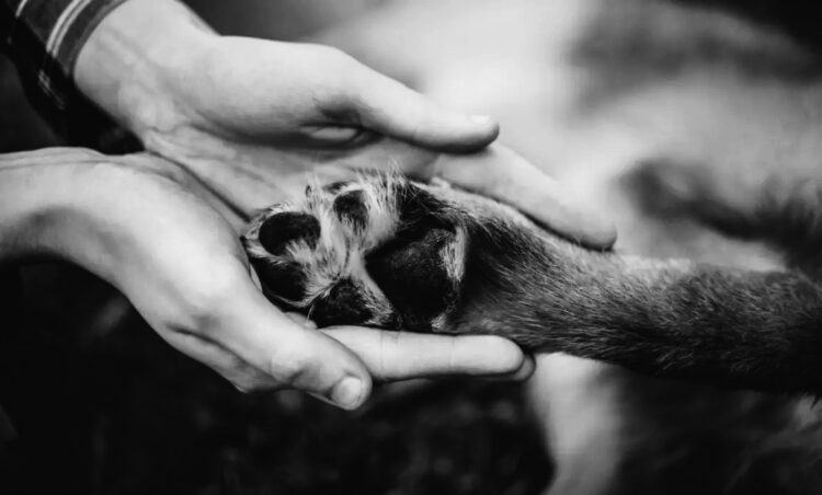 O sentimento que a morte produz nos tutores de animais