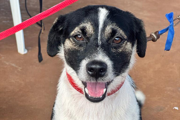 CastraPet encerra mês de fevereiro com 4.766 animais atendidos em 29 municípios