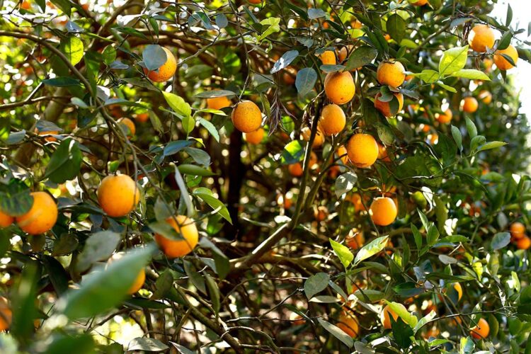 Governo reajusta preços mínimos da laranja e do café