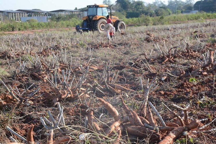 Abertas as inscrições para o  Encontro de Agricultores de Alto Paraná