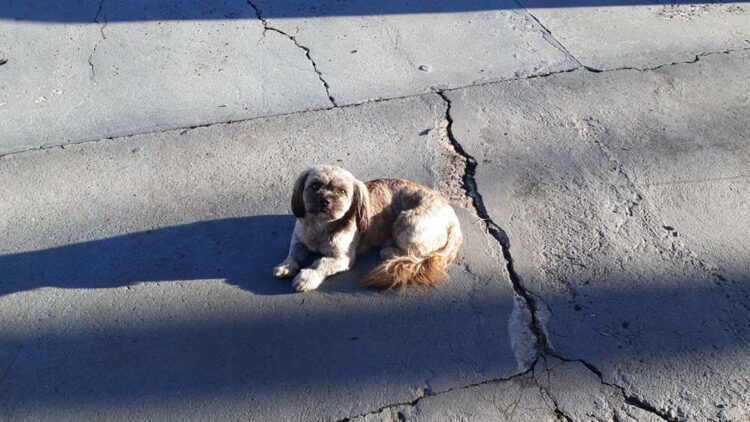 Moradores tentam encontrar dono de cãozinho abandonado no centro de Paranavaí
