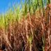 Produção de cana-de-açúcar estimada em 637,1 milhões de toneladas