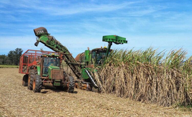 Conab estima produção de cana-de-açúcar  em 610,1 milhões de toneladas