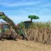 Conab estima produção de cana-de-açúcar  em 610,1 milhões de toneladas