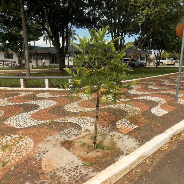 Município coloca em ação plano de arborização