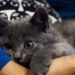 Mês da prevenção contra a crueldade animal