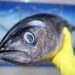Saúde orienta sobre cuidados ao escolher o pescado neste período de maior consumo