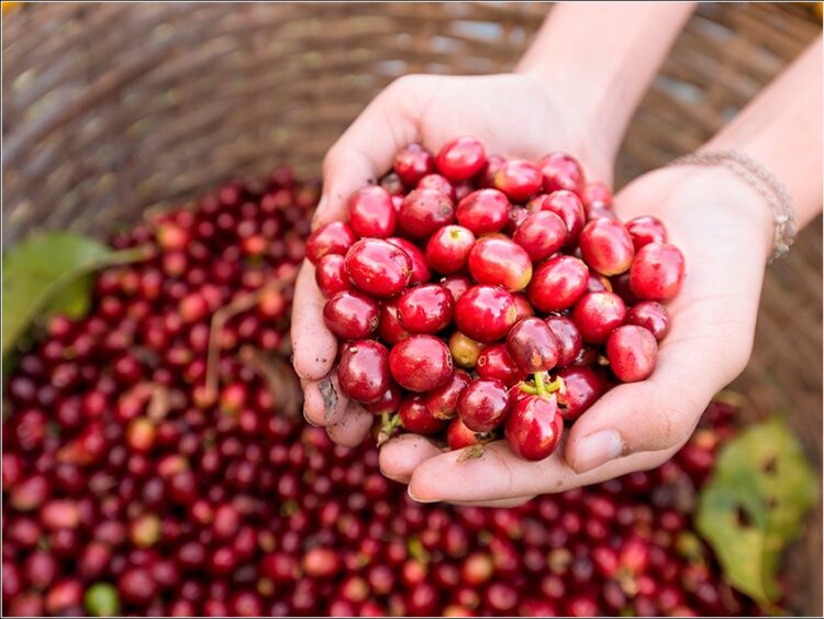 Levantamento da Conab estima produção de  café em 54,74 milhões de sacas na safra 2023