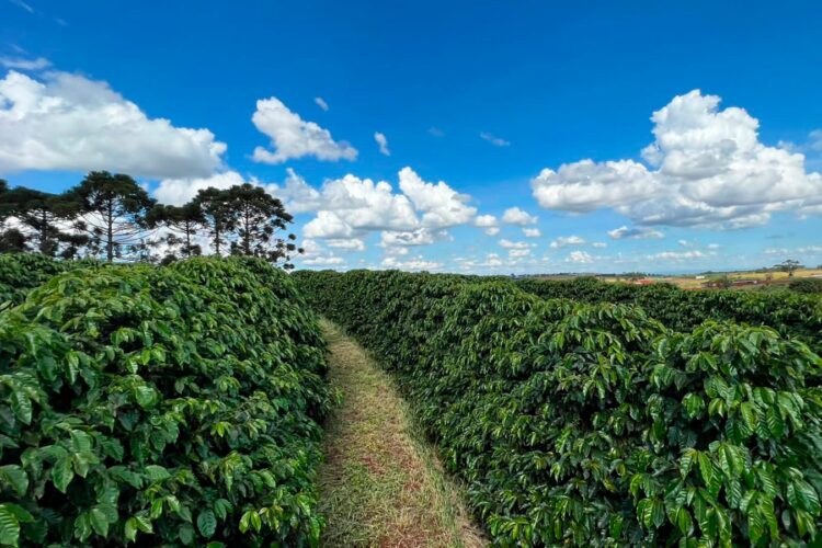 Sanepar publica edital que busca parceiros para transformar lodo de esgoto em fertilizante