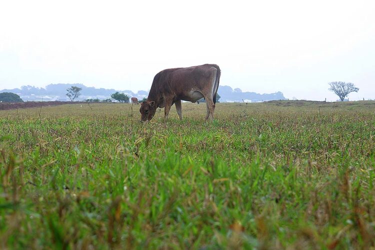 Volume de chuva acima da média favorece  atividades rurais na Região Noroeste