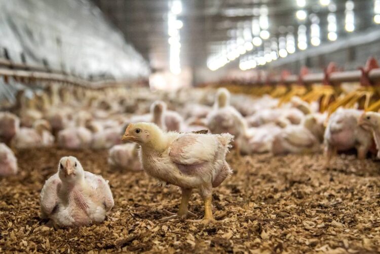 Avanço da Influenza Aviária preocupa pelos efeitos negativos na cadeia produtiva