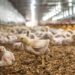 Avanço da Influenza Aviária preocupa pelos efeitos negativos na cadeia produtiva