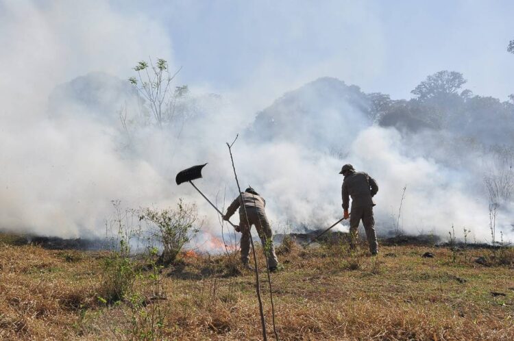 Incêndios podem causar perdas irreparáveis ao solo