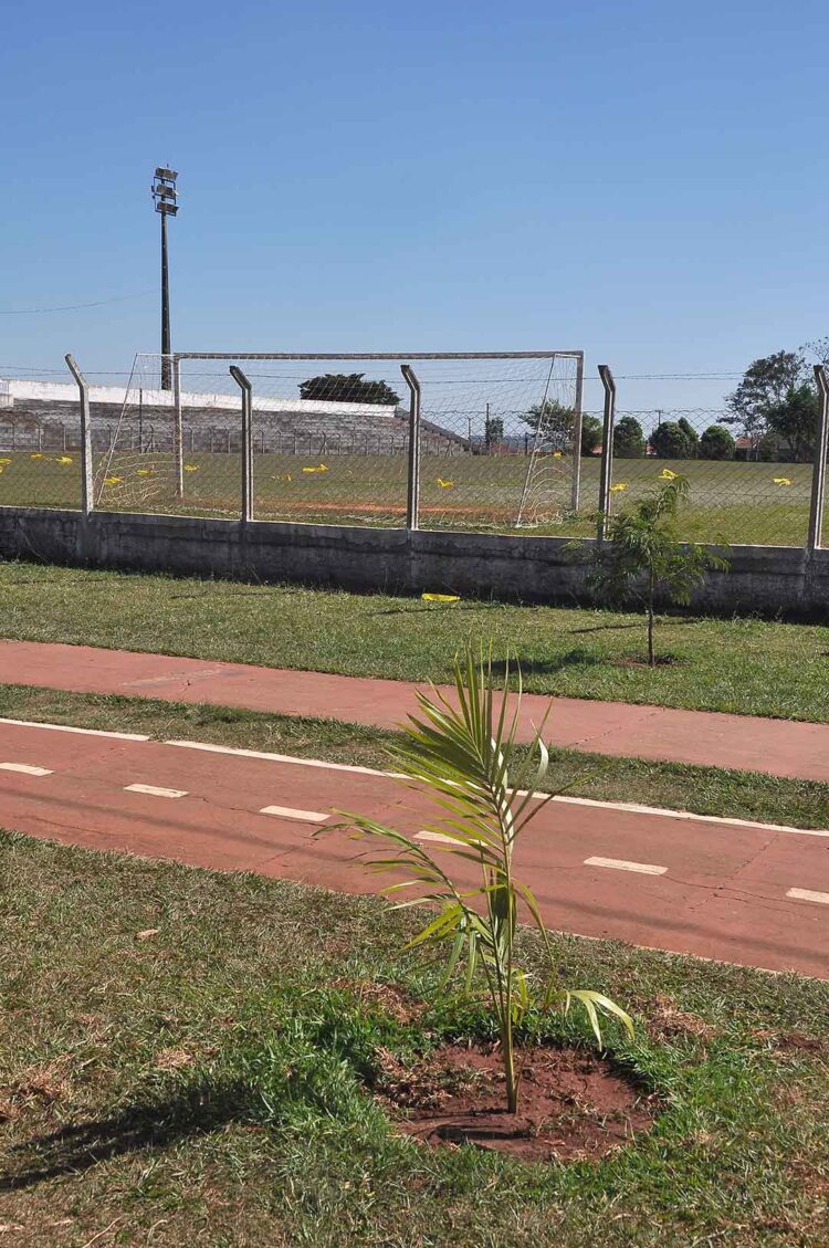 Prefeitura promove plantio de árvores nativas e ornamentais no estádio municipal