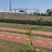 Prefeitura promove plantio de árvores  nativas e ornamentais no estádio municipal