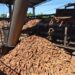 Com aumento de 15%, Paraná deve colher 3,1 milhões de toneladas de mandioca em 2023