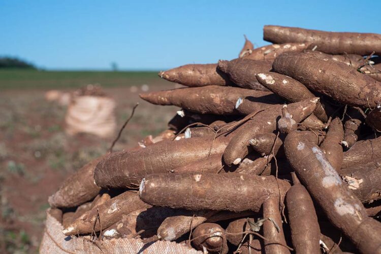 Quatorze empresas devem participar da  missão empresarial do SIMP à Tailândia