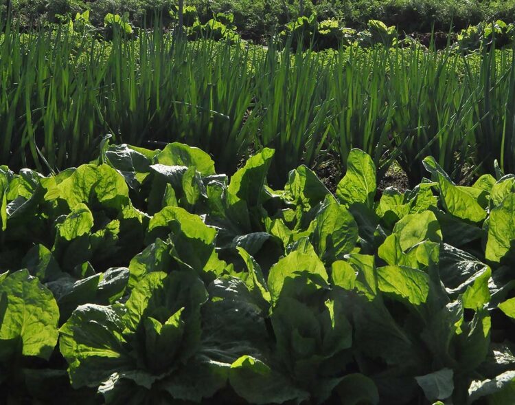 Agrotóxicos: após decisão do STF, dez estados podem proibir pulverização por aviões