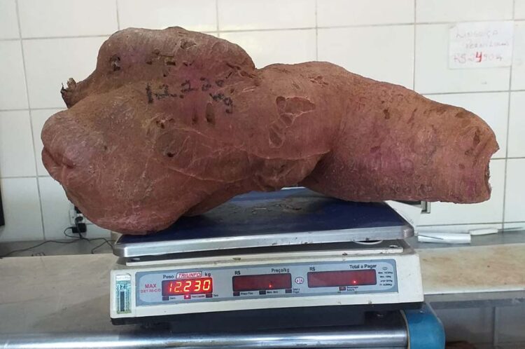 Morador do Distrito de Sumaré colhe  batata doce de mais de doze quilos