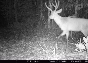 Ameaçado de extinção, cervo-do-pantanal é visto na Região Noroeste
