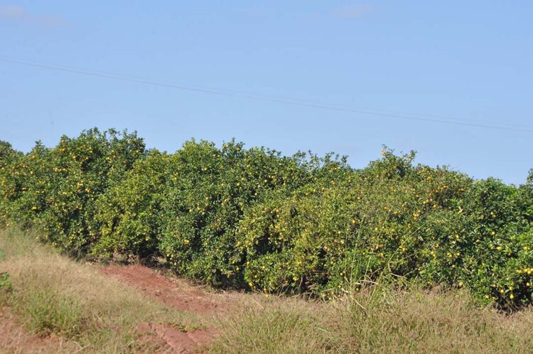 Seab promete plano de ação emergencial para conter avanço do greening no Noroeste