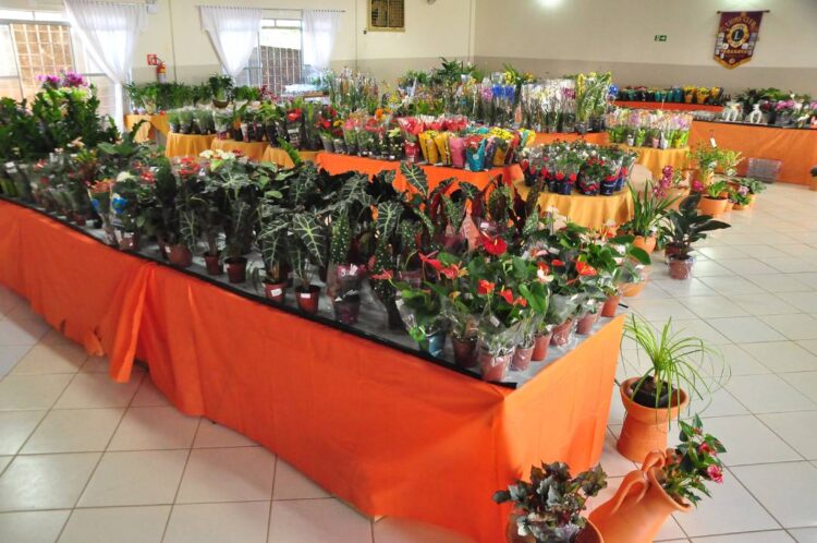 Expo Flores termina neste domingo em Paranavaí