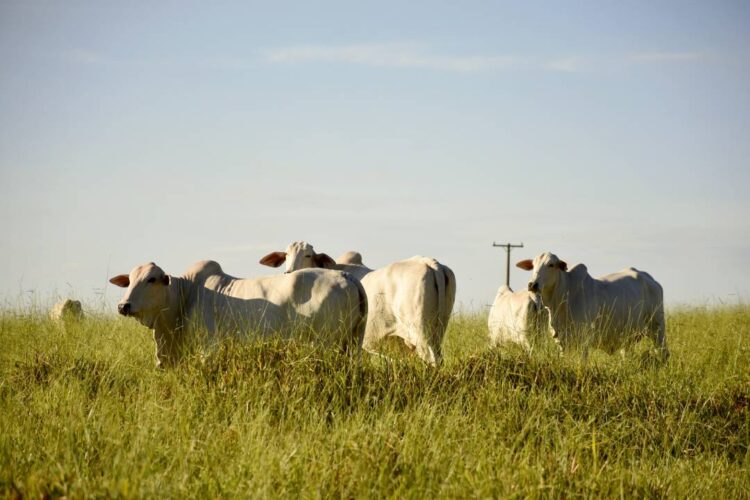 Na reta final da campanha, 80% dos produtores rurais atualizaram os rebanhos