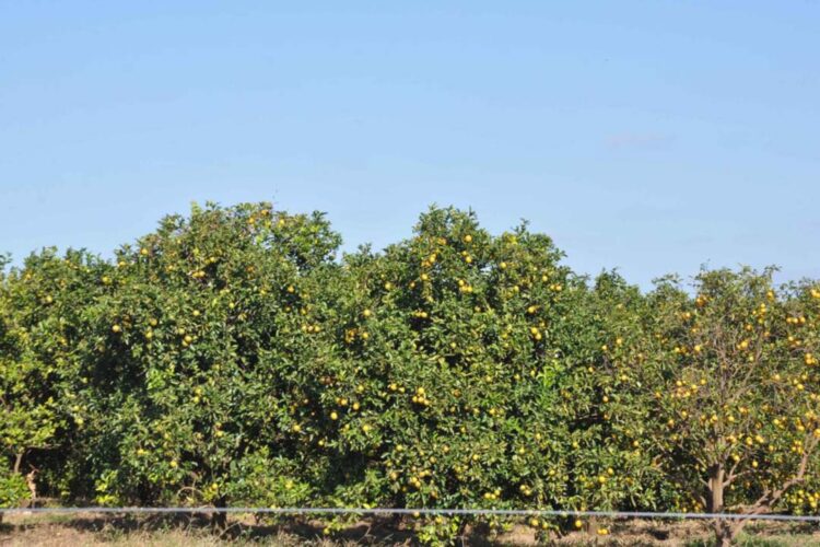 Grupo estrutura ações de combate ao greening e proteção da citricultura na região