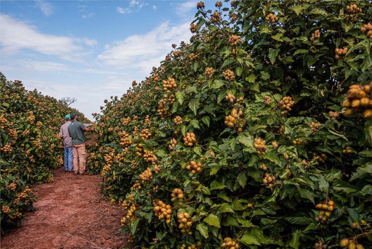 Produtores de urucum no Noroeste  do Paraná projetam safra recorde