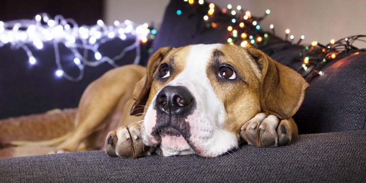 Veterinário explica como proteger os animais nas festas juninas