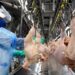 Com 547 milhões de unidades, Paraná bate novo recorde trimestral na produção