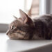 Confira sete sinais para identificar  se um gato está com vermes