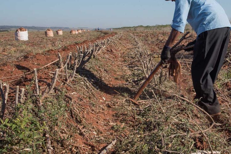 Agropecuária e serviços sustentam  saldo positivo de empregos em maio