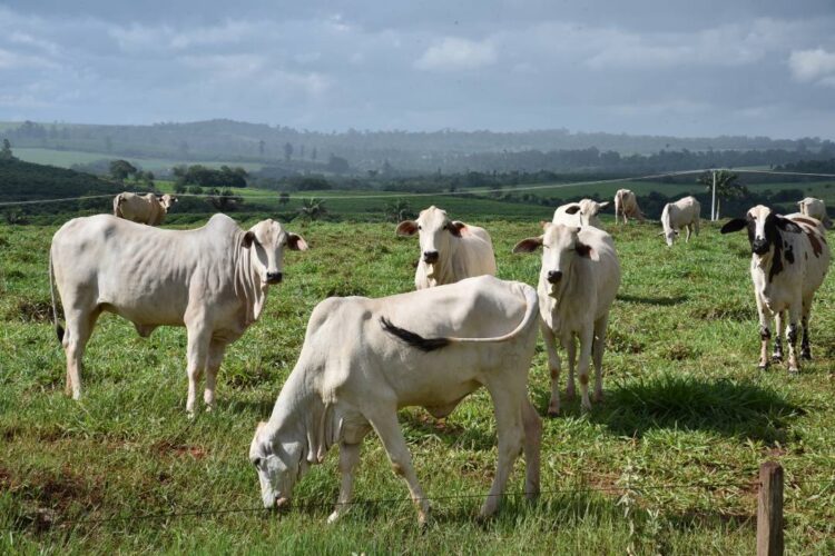 Queda no preço da arroba bovina é movimento atípico, avalia médico veterinário da Seab